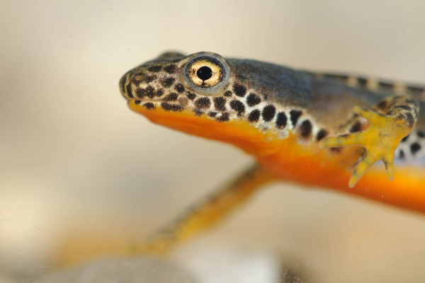 Bergmolch mit auffälliger Musterung und orangefarbenem Bauch.