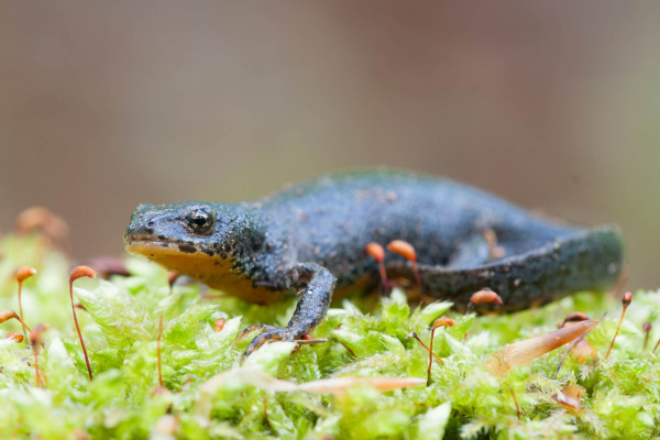 Bergmolch liegt auf moosbedecktem Untergrund, sucht nach Nahrung.