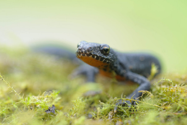 Ein Bergmolch mit orangefarbenem Bauch auf moosigem Untergrund.