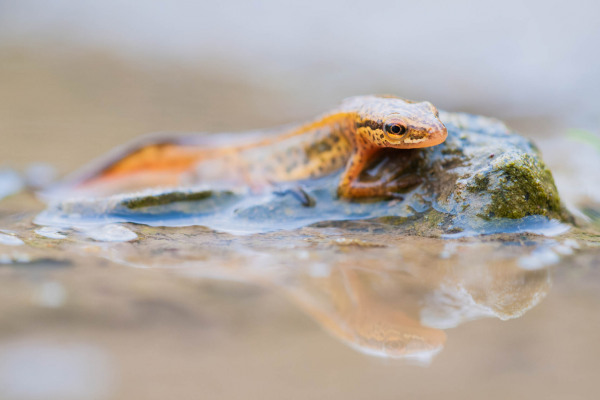 Ein orange-brauner Fadeenmolch sitzt auf einem Felsen im Wasser.