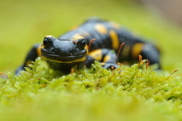 Feuersalamander auf grünem Moosboden in Nahaufnahme
