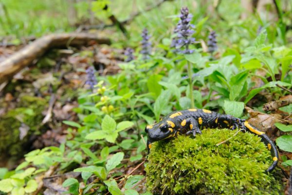 Feuersalamander mit gelben Flecken auf moosbedecktem Untergrund im Wald.