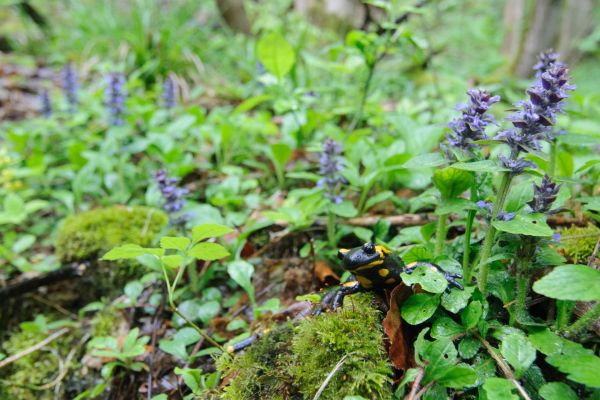 Ein Feuersalamander kriecht durch moosigen Waldboden umgeben von Pflanzen.