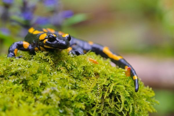 Feuersalamander liegt auf moosbedecktem Untergrund in einem Wald.