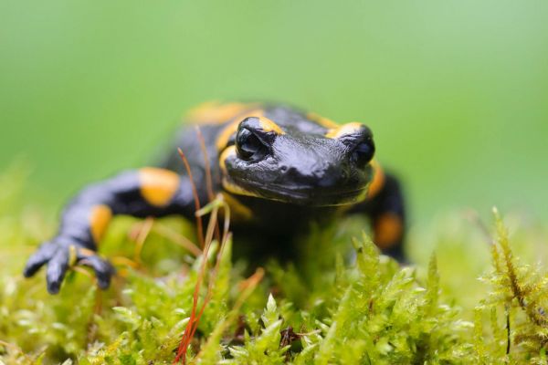Ein Feuersalamander kriecht durch moosbedeckten Waldboden.