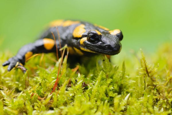 Feuersalamander kriecht über moosigen Boden, Nähe, schwarz-gelb gefärbt.