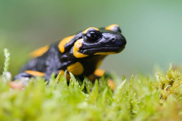 Feuersalamander