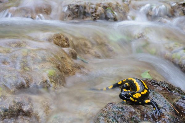 Ein Feuersalamander mit gelben Flecken sitzt auf einem Felsen in einem Bach.
