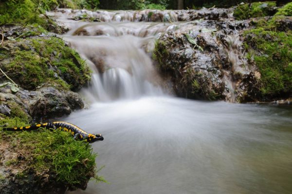 Ein Feuersalamander am Rande eines plätschernden Waldbachs, umgeben von Moos.