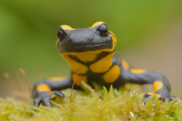Ein Feuersalamander mit gelb-schwarzem Muster auf Moos.