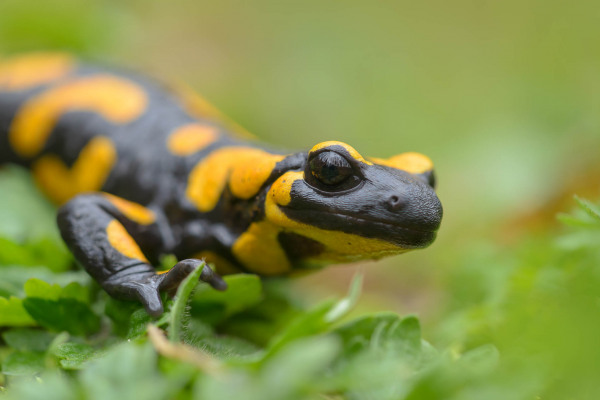 Ein Feuersalamander mit gelben Flecken auf schwarzem Körper sitzt auf grünem Moos.