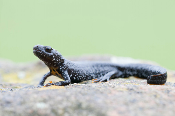 Kammmolch ruht auf einem Stein vor grünem Hintergrund.
