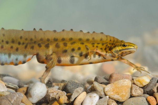Teichmolch schwimmt über steinigem Untergrund im Wasser.