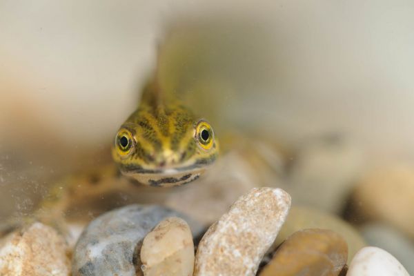Ein Teichmolch schwimmt über Kieselsteine in klarem Wasser.