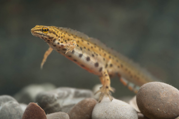 Ein Teichmolch schwimmt über Kieselsteine im Wasser.
