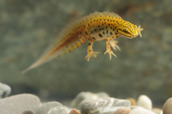 Ein männlicher Teichmolch im Prachtkleid schwimmt unter Wasser.