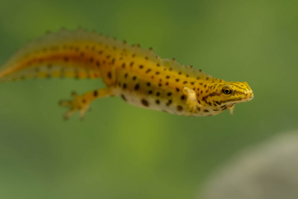 Ein männlicher Teichmolch im Prachtkleid schwimmt unter Wasser.