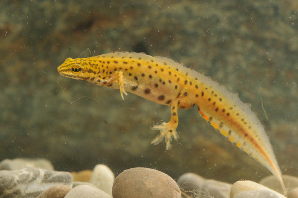 Männlicher Teichmolch in auffälligem Prachtkleid unter Wasser