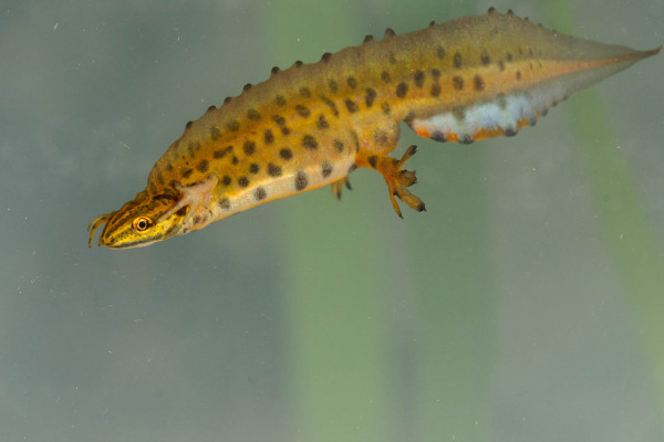 Ein Teichmolch schwimmt unter Wasser in einem pflanzenreichen Umfeld.