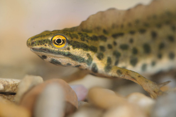 Nahaufnahme eines Teichmolchs mit gut sichtbaren, auffälligen Flecken und gelben Augen.