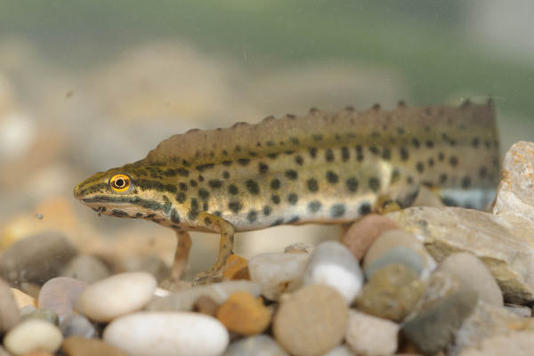 Teichmolch zwischen Kieselsteinen im Wasser.