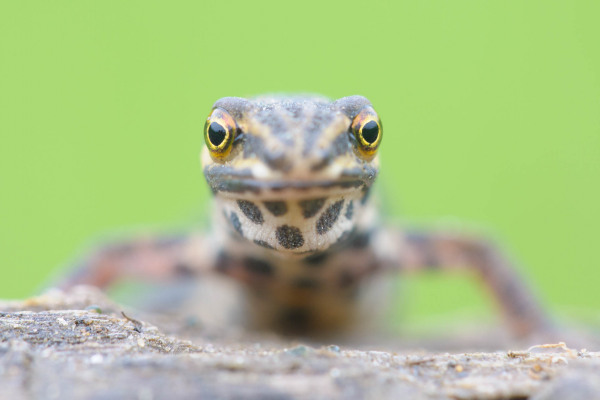 Frontale Nahaufnahme eines Teichmolchs mit markanter Hautmusterung.