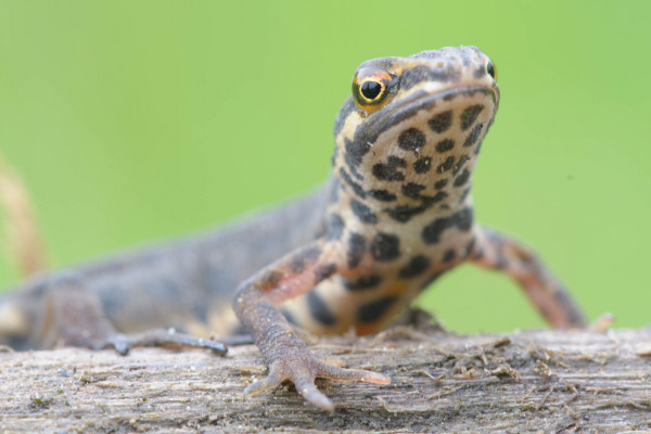 Teichmolch mit markanter Musterung auf Baumstamm in Nahaufnahme