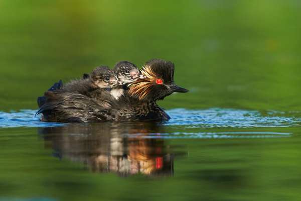 Ein Schwarzhalstaucher mit zwei Küken auf dem Rücken schwimmt im Wasser.