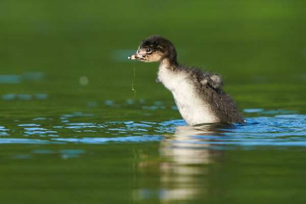 Schwarzhalstaucher-Küken schwimmt auf einem See mit grünem Hintergrund.