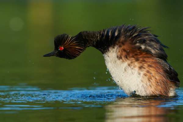 Schwarzhalstaucher mit nassem Gefieder taucht dynamisch im Wasser auf.