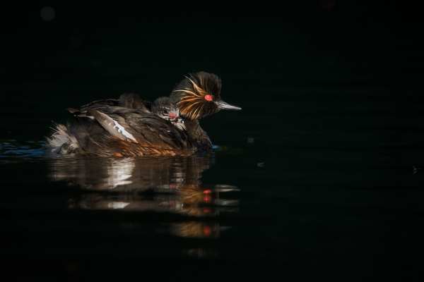 Schwarzhalstaucher mit Küken auf dem Rücken schwimmend im dunklen Wasser