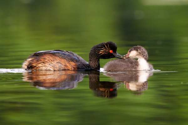 Schwarzhalstaucher füttert Jungvogel auf einem See