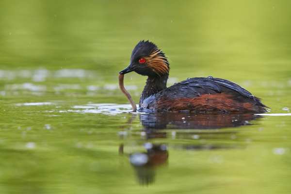Ein Schwarzhalstaucher hält einen Wurm im Schnabel auf dem Wasser.