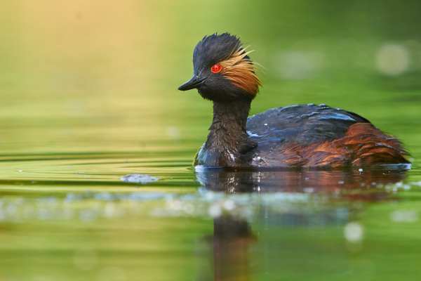 Schwarzhalstaucher mit rotem Auge und Federhaube auf einem See.
