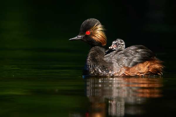 Ein Schwarzhalstaucher mit einem Jungtier auf dem Rücken im Wasser.