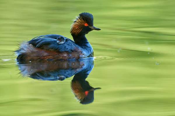 Schwarzhalstaucher schwimmt im grünen Gewässer mit klarer Spiegelung.
