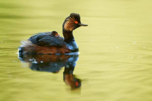 Schwarzhalstaucher mit Küken auf dem Rücken schwimmt auf ruhigem Wasser.