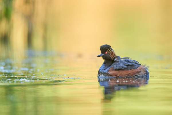 Schwarzhalstaucher in Prachtkleid auf ruhigem Wasser mit grünlichem Hintergrund
