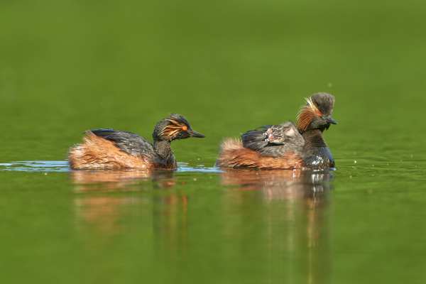 Schwarzhalstaucher schwimmt mit Küken auf einem grünen Gewässer.