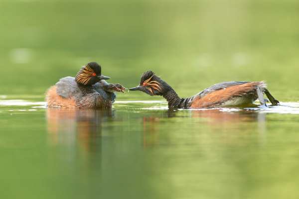 Zwei Schwarzhalstaucher bei der Balz auf einem See.