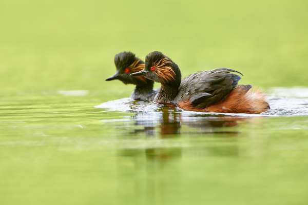 Zwei Schwarzhalstaucher mit schwarz-grauem Gefieder schwimmen im grünen Gewässer.