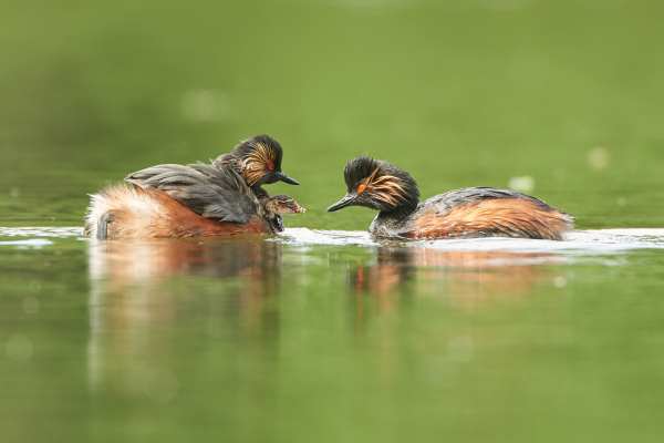 Zwei Schwarzhalstaucher im Wasser, einer füttert einen Jungvogel.