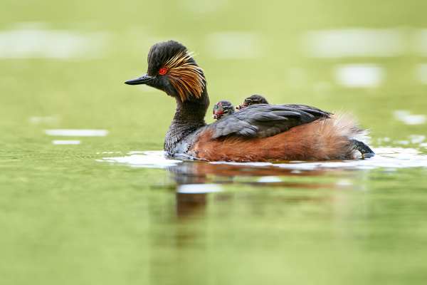 Schwarzhalstaucher mit Jungvogel auf dem Rücken im Wasser schwimmend.
