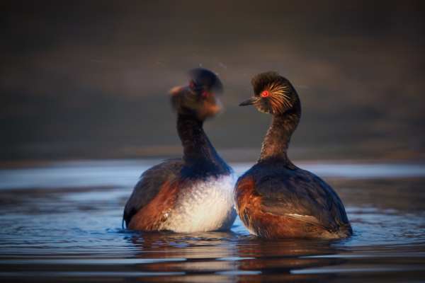 Zwei Schwarzhalstaucher bei der Balz auf einem Gewässer, umgeben von sanftem Licht.
