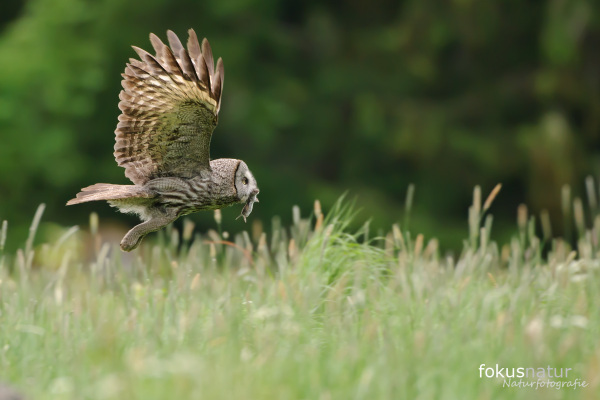 Bartkauz fliegt mit ausgebreiteten Flügeln über grüne Wiese in Skandinavien.