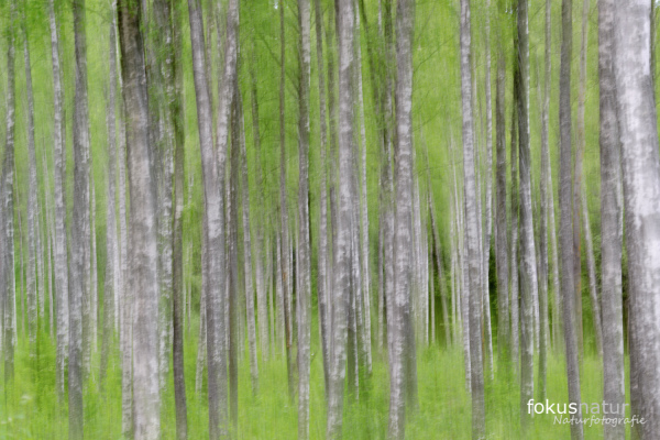 Verschwommener Blick durch einen dichten Birkenwald mit grüner Vegetation.