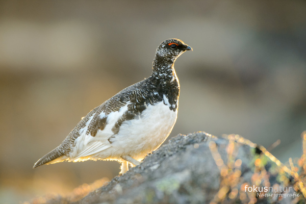 Alpenschneehuhn mit Sommergefieder steht auf einem Felsen.