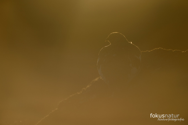 Alpenschneehuhn