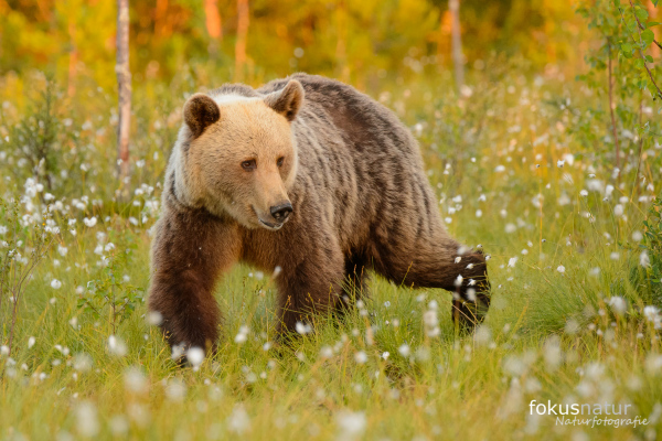 Ein Europäischer Braunbär im sommerlichen Sumpf mit Wollgras.