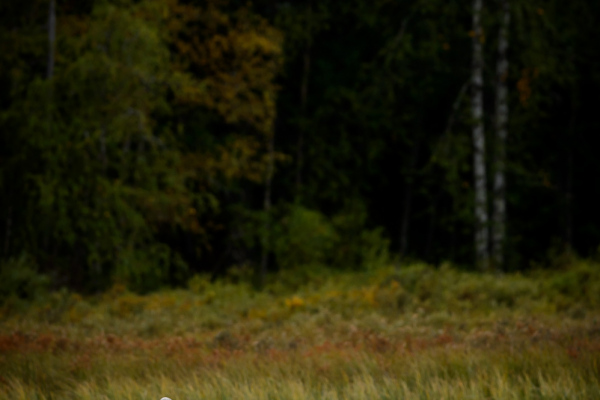 Unscharfe Aufnahme eines herbstlichen Waldrandes in Skandinavien.